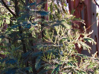 ARBOL CON EL SOL