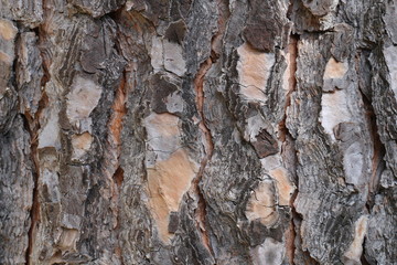 South of France - Closeup of the bark of a trunk of a pine tree