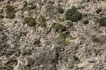 South of France - Closeup of an old stone with rough texture - Covered with moss