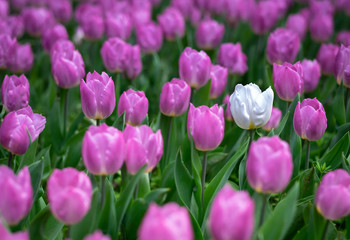 One of the white tulip standing among the tulip fields at the Wuhan botanic garden.