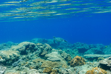海中公園のサンゴ礁　小笠原