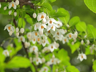 Fototapeta premium エゴノキの花