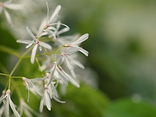 ヒトツバタゴの花