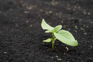Farmer field with small young sprouts of sunflower