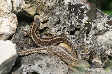 Natur