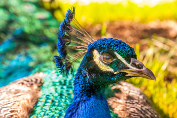 Close up view of The Indian peafowl or blue peafowl (Pavo cristatus).