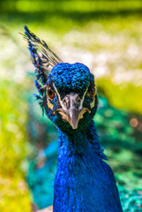 Naklejka premium Close up view of The Indian peafowl or blue peafowl (Pavo cristatus).