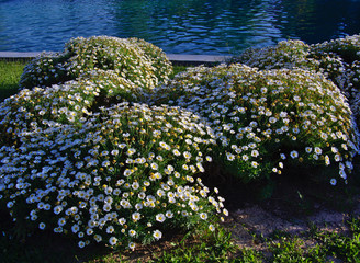 Daisy bush near artificial park lake water. Alsos Filadelfeias, Athens Greece.