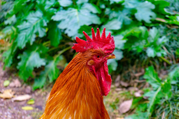 Portrait of Beautiful Red Roaster