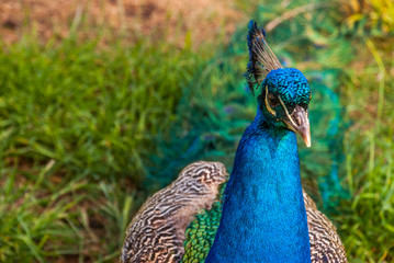 Obraz premium Close up view of The Indian peafowl or blue peafowl (Pavo cristatus).