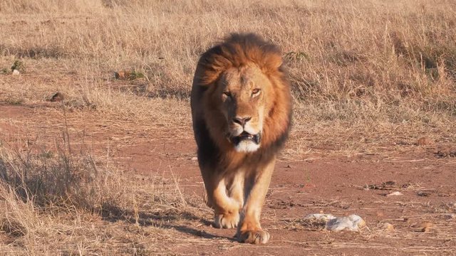 a male lion approaches along a dirt track at masai mara national reserve in kenya, africa-  4K 60p