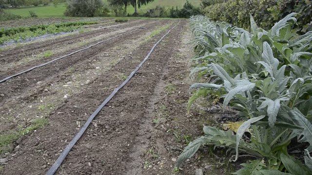 Irrigazione a goccia ft31_0119 Riego por goteo Drip irrigation