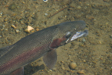 川にいた鱒