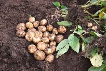 Potato cultivation and harvesting / Kitchen garden