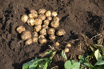 Potato cultivation and harvesting / Kitchen garden