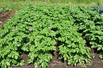 Fototapeta na wymiar Potato cultivation and harvesting / Kitchen garden