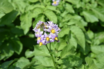 Potato cultivation and harvesting / Kitchen garden