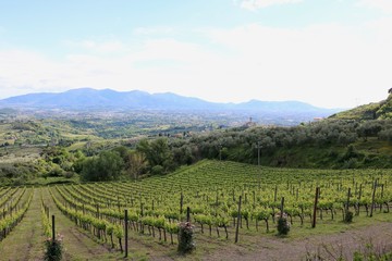 Fototapeta premium Tuscany moments 