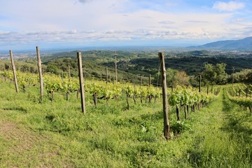 Obraz premium Tuscany moments 