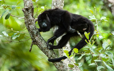 Howler Monkey