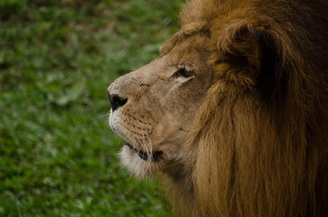 Fototapeta na wymiar Portrait of a gorgeous male lion on green background. Side portrait of a big male African Lion