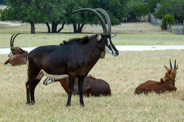 Sable © Rod Gardner