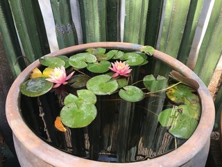 Pink lotus flower and green leaves in a big flowerpot with water and cactus in organ pipe at the...