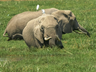 Naklejka na ściany i meble two elephants feeding together in a swamp at amboseli