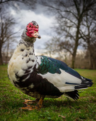 A colorful muscovy duck stands in the grass at a wildlife rescue zoo.
