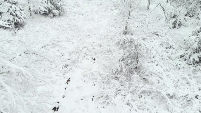 Heavy Snowfall over Winter Forest Terrain