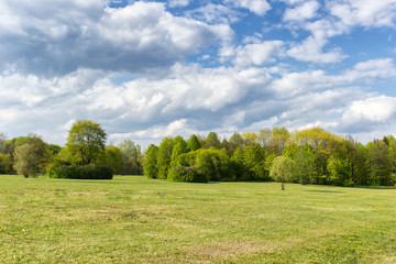 Idyllic meadow summer day