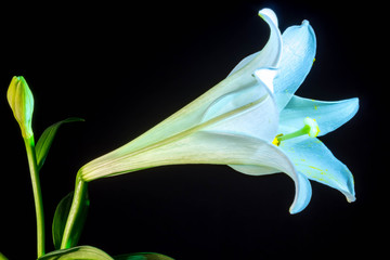 A beautiful, low-key photograph of an Easter Lily.