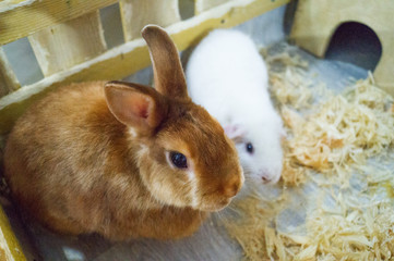 Contact Zoo. Animal guinea pig and rabbit are behind the fence.