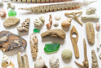 Seashells and sticks,bump and feather corals collection flat lay still life are natural material. Brown natural color.
