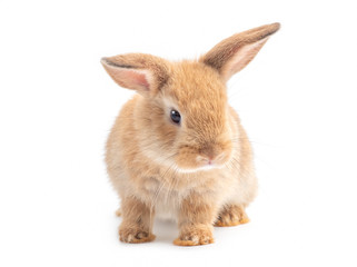 Brown cute baby rabbit isolated on white background. Lovely young brown rabbit step.
