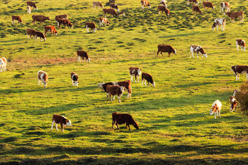 A natural pasture on the prairie