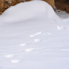 Clear Square Nature scenery with a close up of animal tracks on powdery snow in winter