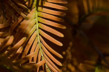 The Golden Needles of the Dawn Redwood in Autumn