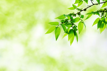 Obraz premium leaves on green background