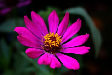 Fototapeta premium pink flower