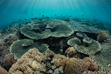 Fototapeta na wymiar A beautiful coral reef is thriving along the edge of a remote, rugged island in Komodo National Park, Indonesia. This tropical area is known for its high marine biodiversity.