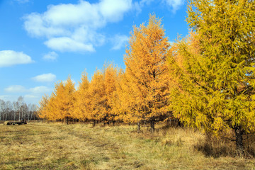 Beautiful scenery of xilingol grassland
