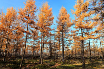 Beautiful scenery of xilingol grassland