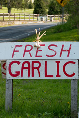 Litchfield, Connecticut, USA Fresh garlic for sale by the side of the road.