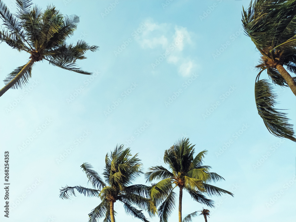 Wall mural coconut palm tree with sunny sky