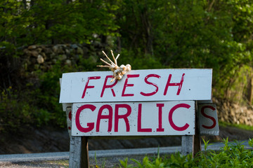 Litchfield, Connecticut, USA Fresh garlic for sale by the side of the road.