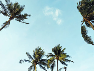 coconut palm tree with sunny sky