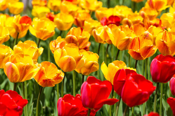 Beautiful tulips are blooming on the lawn of the park