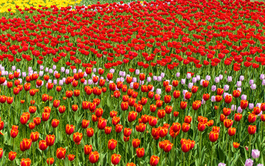 Beautiful tulips are blooming on the lawn of the park