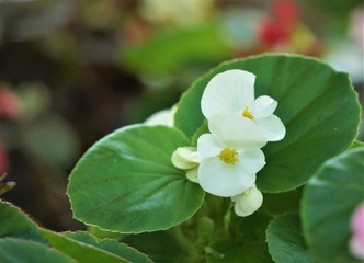 White Begonia flower (Begonia semperflorens) blooming in the garden, soft focus garden background with bokeh, Spring in GA USA.